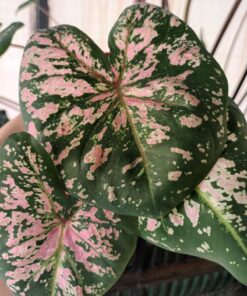 caladium pink cloud