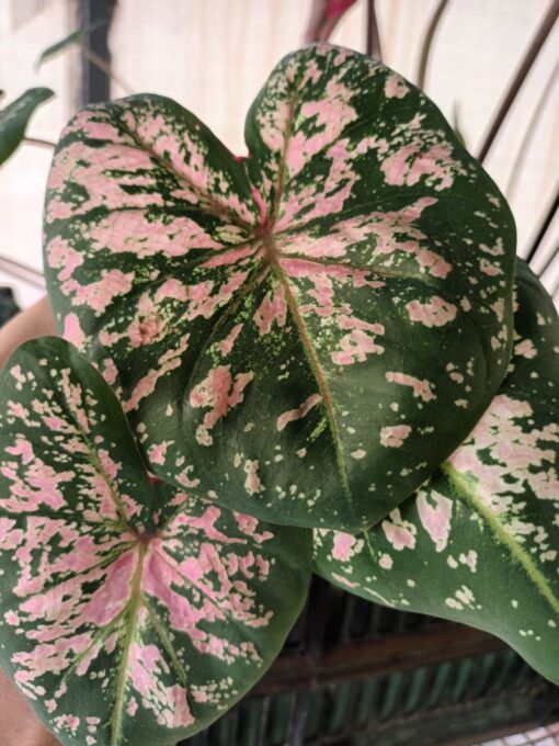 caladium pink cloud