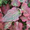 caladium pink symphony