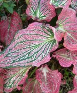 caladium pink symphony