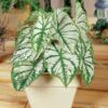 Caladium Sorocaba