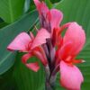 Canna Lily Pink