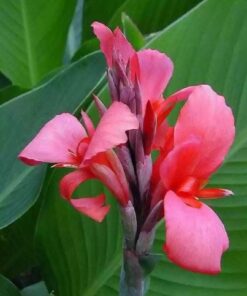 Canna Lily Pink