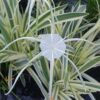 Spider lily variegated