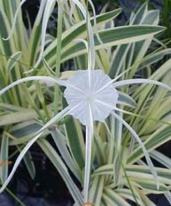 Spider lily variegated