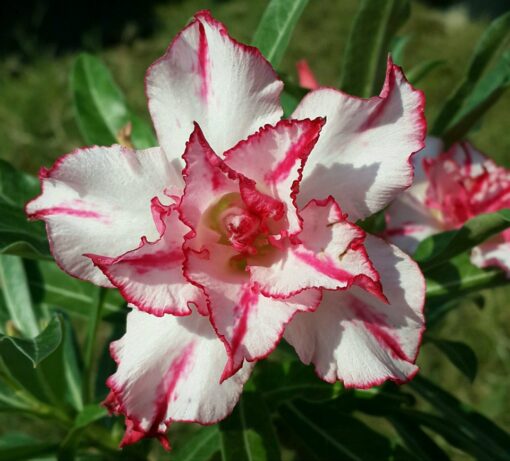 Adenium Plant Grafted Multi Color #MC167