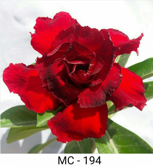 Adenium Plant Grafted Red color #MC194