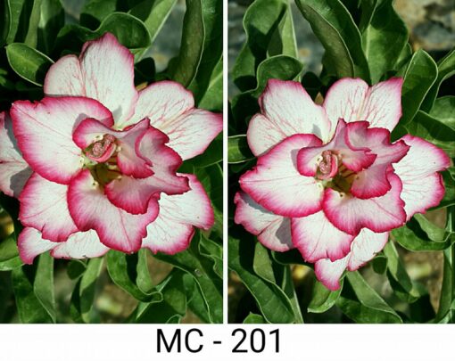 Adenium Plant Grafted Pink color #MC201