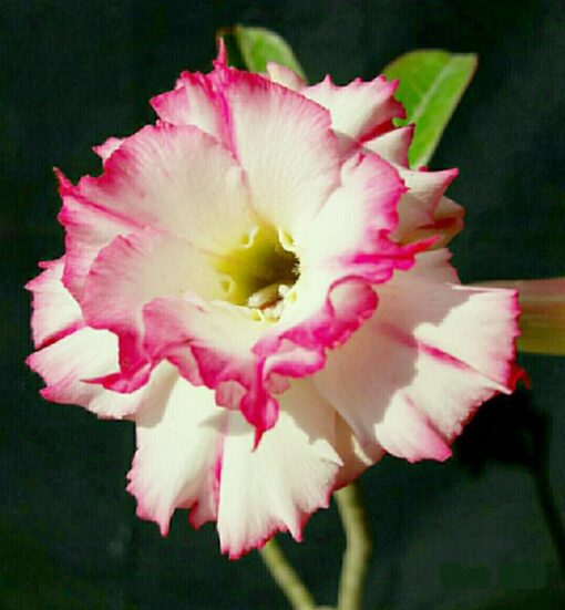 Adenium Plant Grafted  Multi color #Mc211