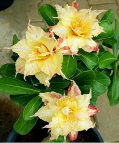 Adenium Plant Grafted #Mc231