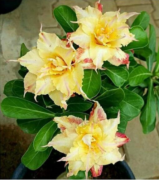 Adenium Plant Grafted #Mc231