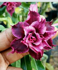 Adenium Plant Grafted  Multi color #Mc247