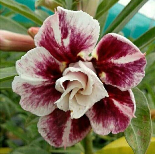 Adenium Plant Grafted  Multi color #Mc248