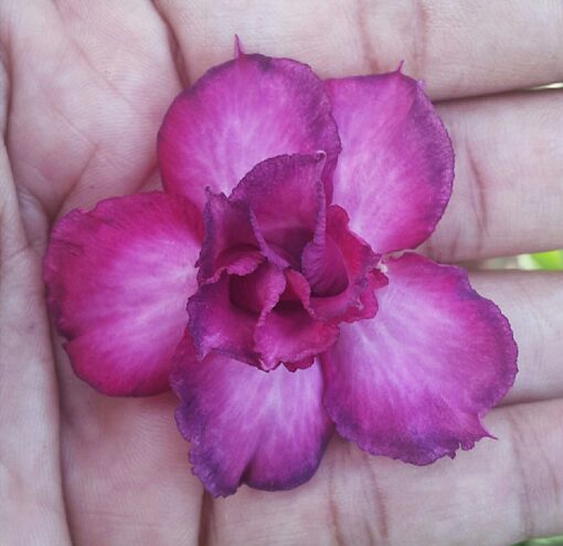 Adenium Plant Grafted Purple color #Pl91