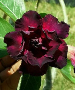 Adenium Plant Grafted Purple color #Pl96
