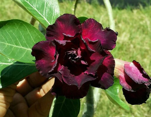 Adenium Plant Grafted Purple color #Pl96