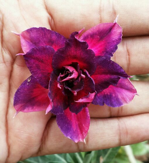 Adenium Plant Grafted Purple color #Pl98