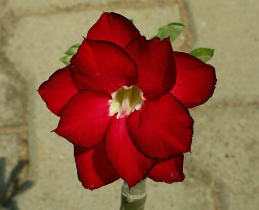 Adenium Plant Grafted  Red color #R40