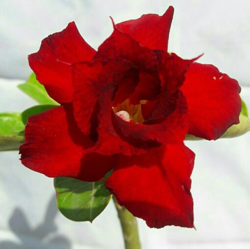 Adenium Plant Grafted  Red color #R47