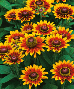 rudbeckia