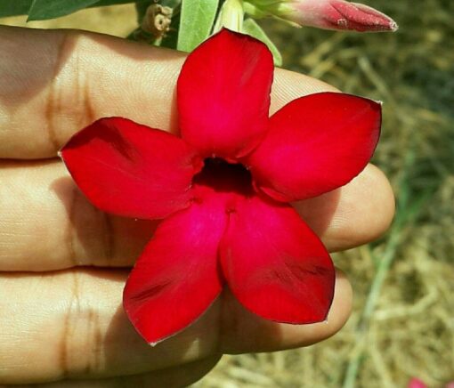 Adenium Plant Grafted  Red color #Sp405