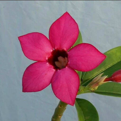 Adenium Plant Grafted  Red color #Sp406