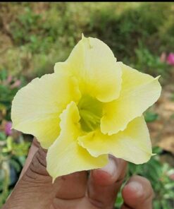 Adenium Plant Grafted Yellow color #Sy653