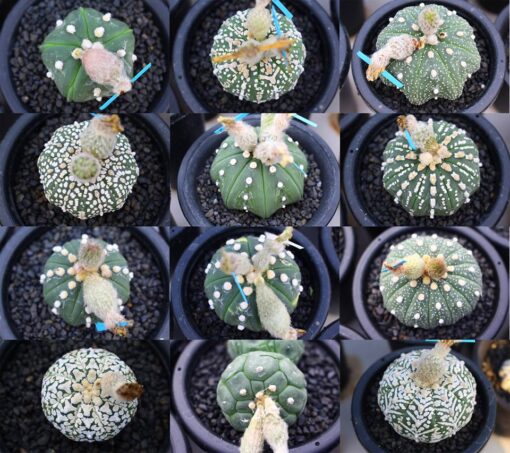 Astrophytum asterias Seeds