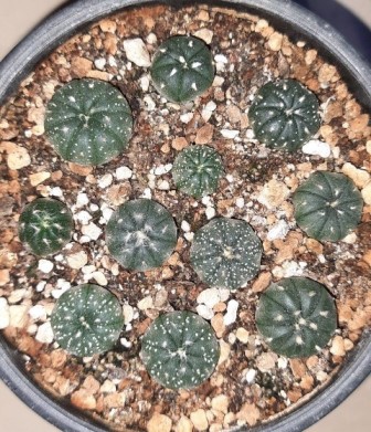 Astrophytum asterias Seeds Pack of 20 photo review