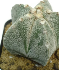 Astrophtum myriostigma