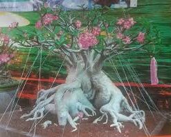 Adenium Diamond Crown