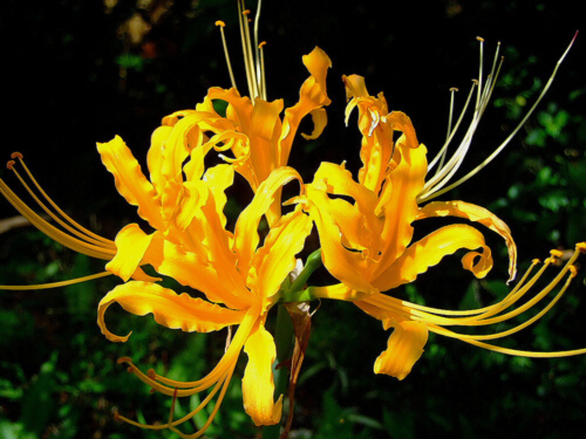 lycoris-aurea-1200x900.jpg
