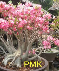 adenium pmk