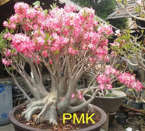 adenium pmk