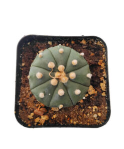 astrophytum asterias