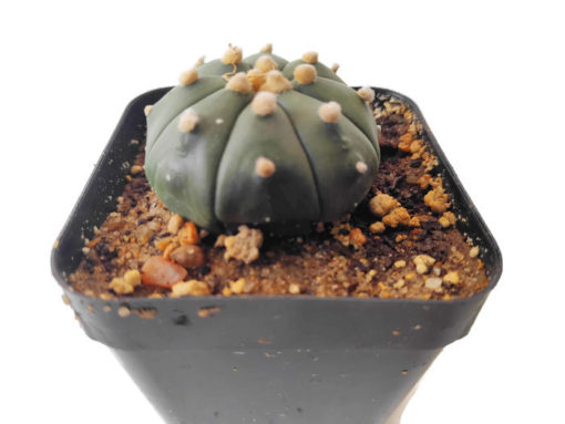 astrophytum asterias