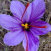 saffron bulb