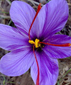 saffron bulb