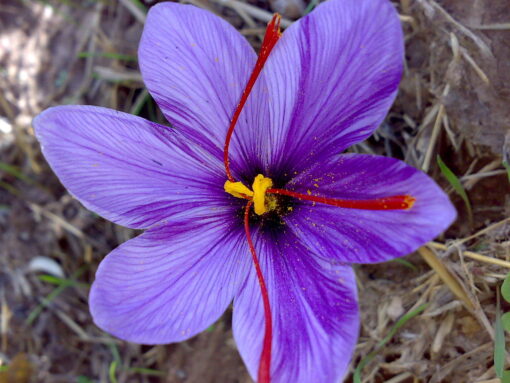 saffron bulb