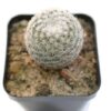 Mammillaria Elegans