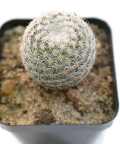 Mammillaria Elegans