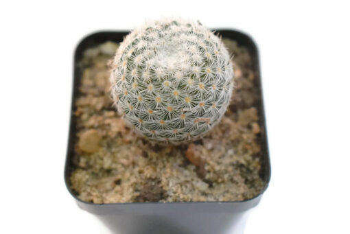 Mammillaria Elegans