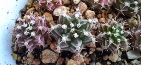 Gymnocalycium mihanovichii LB2178 Rare cactus seed pack of 10 seeds photo review