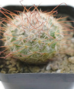 Mammillaria bombycina