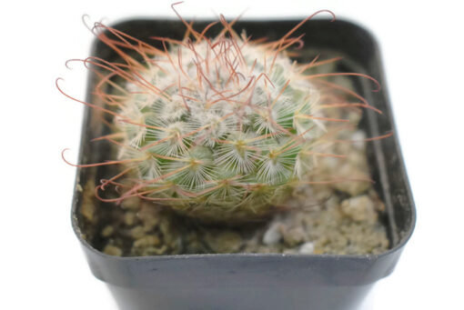 Mammillaria bombycina