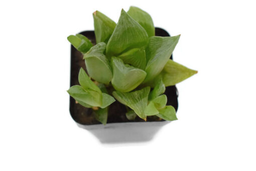 Haworthia retusa Hybrid Succulent plant