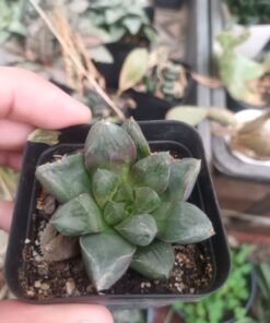Haworthia mirro ball ssp