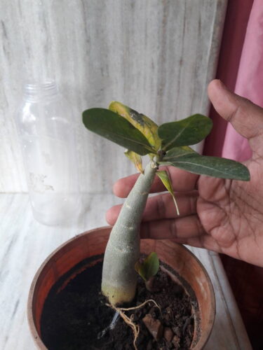 Adenium Arabicum seedling 8+ inch size seedling  Bare rooted ship photo review