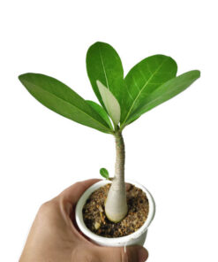 Adenium Arabicum seedling 8+ inch size seedling  Bare rooted ship