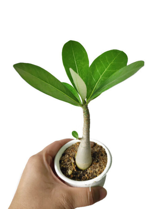 Adenium Arabicum seedling 8+ inch size seedling  Bare rooted ship